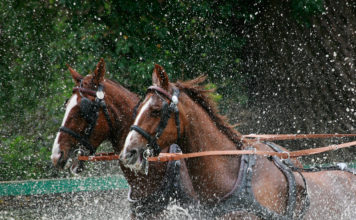 Super gode og solide ridebukser