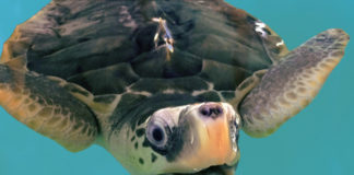 Majestætiske skabninger, der skal bevares