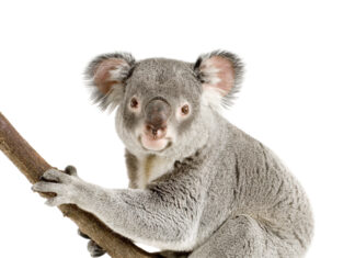 Alt om koalaer