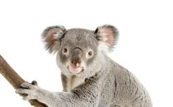 Alt om koalaer