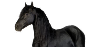 Det kræver det at have en hest