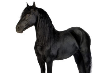 Det kræver det at have en hest