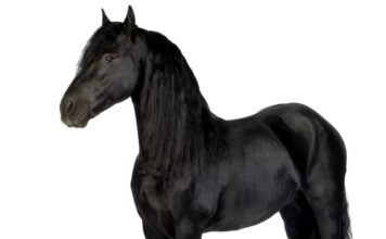 Det kræver det at have en hest