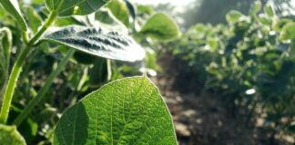 Få mest muligt ud af din have uden skrappe kemikalier