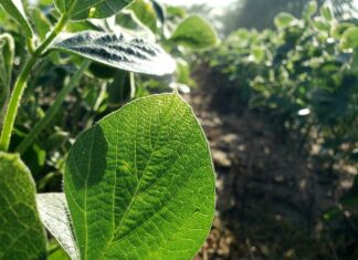 Få mest muligt ud af din have uden skrappe kemikalier