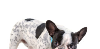 Giv din hund det bedste med god rådgivning om hundefoder